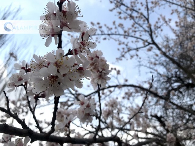 19 mart kuni kutilayotgan ob-havo ma’lumoti bilan tanishing