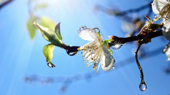 23 mart kuni kutilayotgan ob-havo ma’lumoti e’lon qilindi