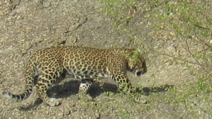 Hindistonda leopard yetti kishiga hujum qildi