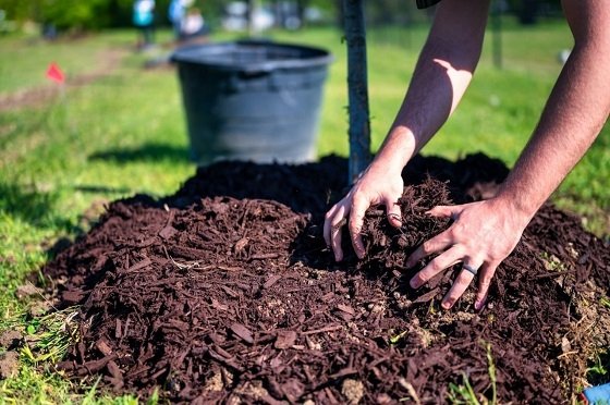 Mulch effekti: Tuproqni nam saqlashning foydali usuli