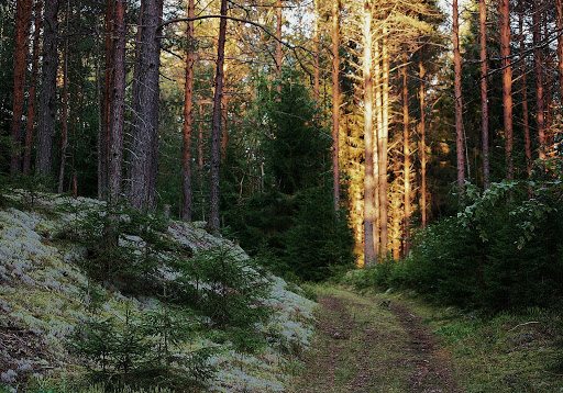 O‘rmon landshaftlarini tiklashga 205 mln dollar ajratiladi