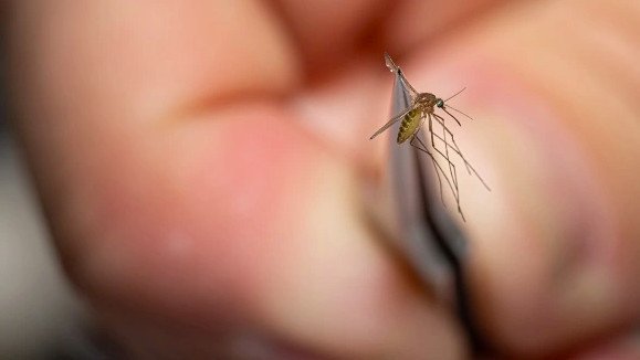 Rossiyada G‘arbiy Nil isitmasi holatlari aniqlandi