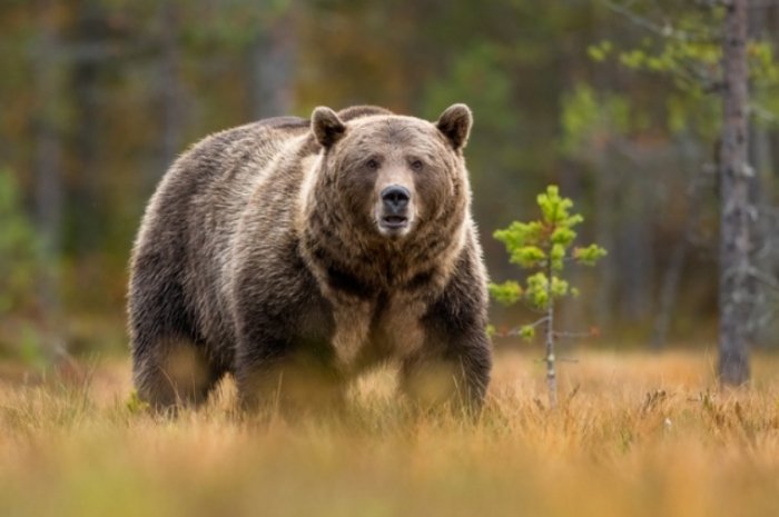 Slovakiyada Belarus fuqarosi ayiqdan qochib vafot etdi