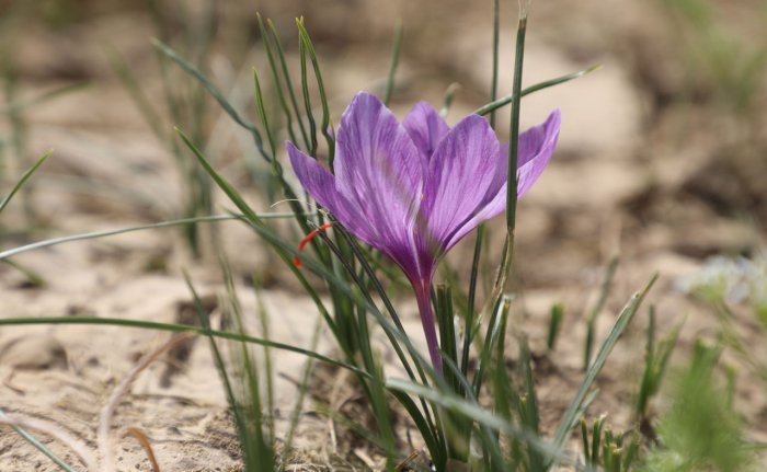 Xitoy farmasevtika kompaniyasi O‘zbekistonda dorivor o‘simliklar yetishtirmoqchi