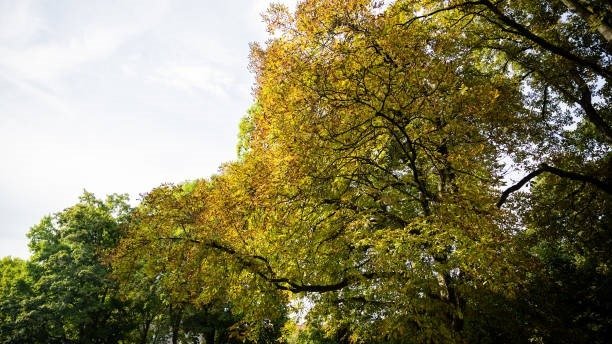 “O‘zgidromet” 8 oktyabrga ob-havo prognozini e’lon qildi